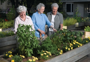 Potager