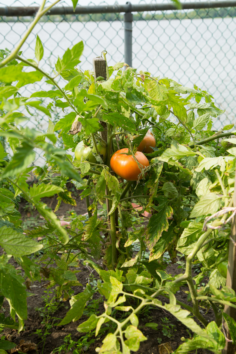 Potager