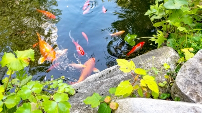 Image résidences