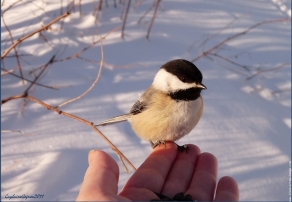 Mésange