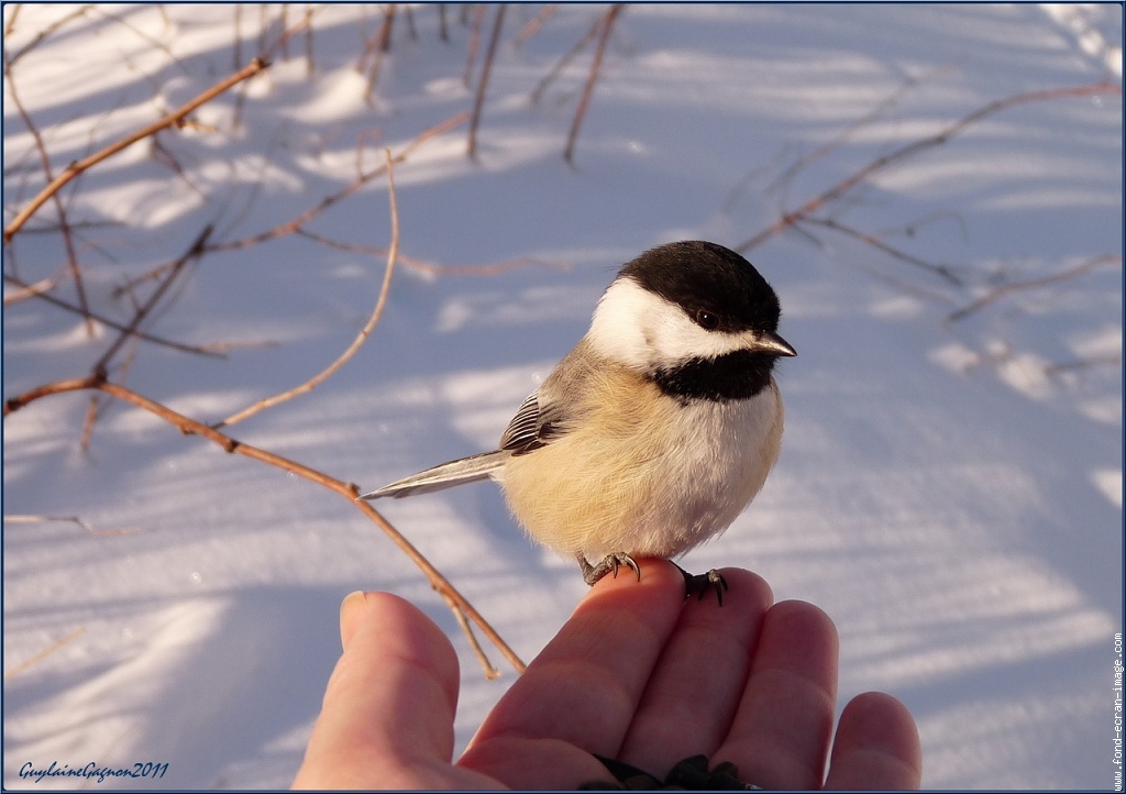 Mésange