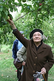 Cueillette de pommes